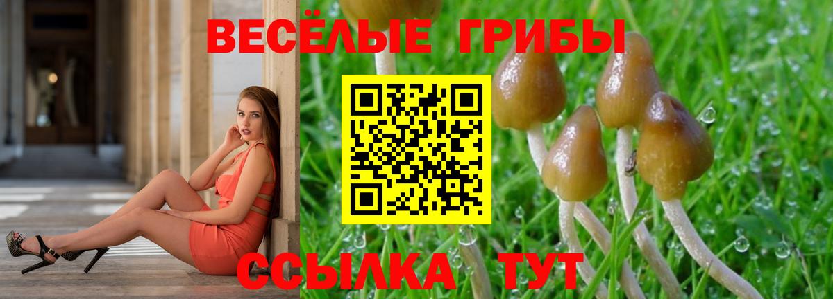Псилоцибиновые грибы Psilocybe Жигулёвск